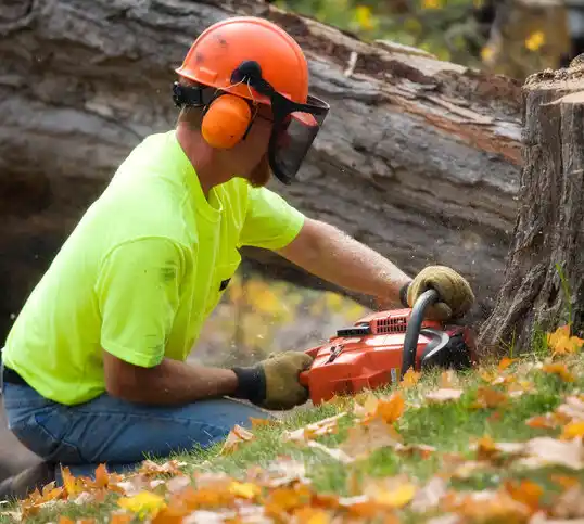 tree services Chinook